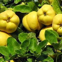 نهال های به اصفهان پیوند خورده گلدانی سن دار