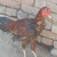 خروس لاری ۱ساله