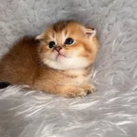 گربه های گلد اشرافی ( مجموعه تخصصی گلد iran cats (|گربه|اهواز, گلستان|دیوار