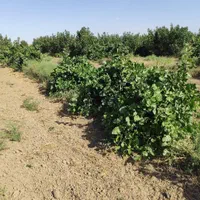 فروش زمین و درخت پسته در روستای نواران|فروش زمین و ملک کلنگی|قم, سراجه|دیوار