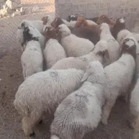 گوسفند بز گوساله