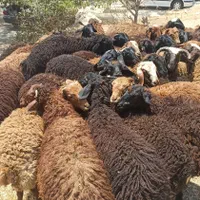 افشاری گوسفند در تهران زنده مغانی کردستانی|حیوانات مزرعه|تهران, کاج|دیوار