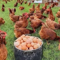 تولید دان بومی و گوشتی تخمگزار چکی|لوازم جانبی حیوانات|رباط‌کریم, |دیوار