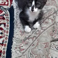 واگذاری رایگان گربه دوماهه