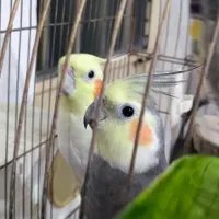 عروس هلندی