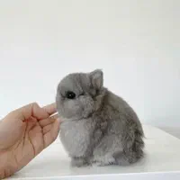 خرگوش وودی موجوده