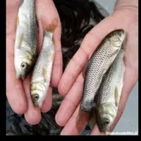 ماهی سفید لهستانی