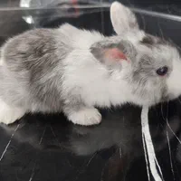 خرگوش بازی گوش
