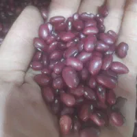 فروش عمده، لوبیا قرمز، چیتی و عدس ایرانی،لپه،نخود|خوردنی و آشامیدنی|تهران, شادآباد|دیوار