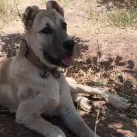 توله سگ ماده گم شده