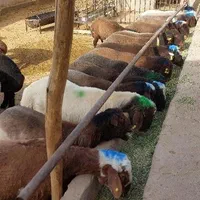 گوسفند بره سبک