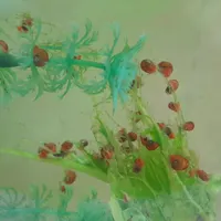 حلزون تمیزکننده آکواریوم