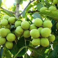 نهال 20 شمال