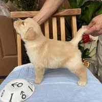 نسل از مولدین وارداتی،سگ golden retreiver|سگ|تهران, شهران جنوبی|دیوار