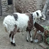 دام زنده گوسفند بره نر جوان جهت قربانی به کل تهران|حیوانات مزرعه|تهران, تهرانپارس غربی|دیوار
