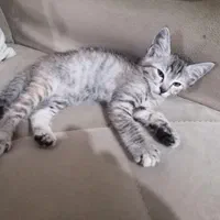 واگذاری گربه ماده 3 ماهه
