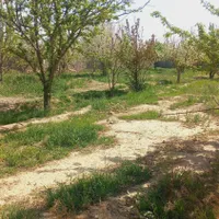 زمین‌‌باغی|فروش زمین و ملک کلنگی|چناران, |دیوار