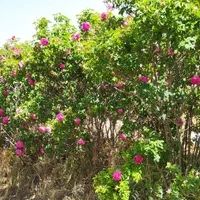 فروش ۳ هکتار