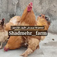 جوجه و تخم نطفه دار برهما برهوما نژاد لمون و بوف|حیوانات مزرعه|شیروان (خراسان), |دیوار