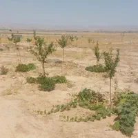 قطعات ۴۰۰متری داخل مجتمع کلاکوب|فروش زمین و ملک کلنگی|مشهد, گلبرگ شمالی|دیوار