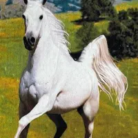 باشگاه سوارکاری پانسیون