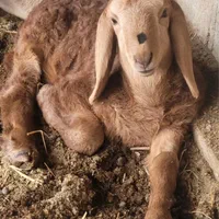 بره شیشک نر  بز بزقاله  همه وزن