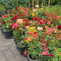 ویزیت،نگهداری گل و گیاهان،دوره ای ،دائمی،تعویض خاک|خدمات باغبانی و درختکاری|مشهد, هفت تیر (حافظ)|دیوار