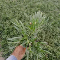 گل های باغچه ای و آپارتمانی شاهپسند،گل محمدی|گل و گیاه طبیعی|تهران, لویزان|دیوار