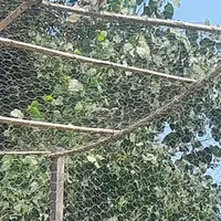 کبوتر غریب گرفتم