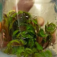 کشت tissue culture، کشتبافت|گل و گیاه طبیعی|تهران, سرو آزاد|دیوار
