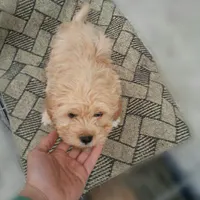 گمشده