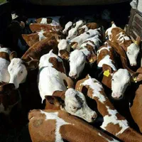 فروش گوساله سمینتال هلشتاین اصیل نرماده|حیوانات مزرعه|بندر ترکمن, |دیوار