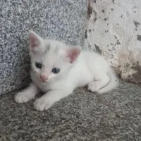 بچه گربه دستی|گربه|آزادشهر, |دیوار