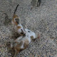 فروش گربه