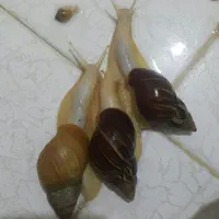 ۴۸ عدد حلزون البینو گوست