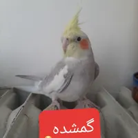 گمشده