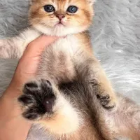 گربه های گلد اشرافی ( مجموعه تخصصی گلد iran cats (|گربه|اهواز, گلستان|دیوار