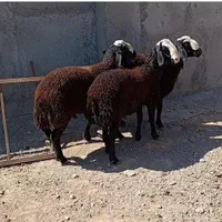 گوسفند زنده نرجوان باقصاب درب منزل تمام تهران|حیوانات مزرعه|تهران, نیروی هوایی (پیروزی)|دیوار