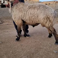 قوچ بختیاری بزری دودندان|حیوانات مزرعه|شیروان (خراسان), |دیوار