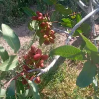 زمین نزدیک تالار عرشیا|فروش دفتر صنعتی، کشاورزی، تجاری|کرمان, |دیوار