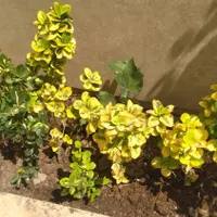 استخدام کارگرساده