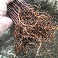 نهال ژینگو/جینکو|خدمات باغبانی و درختکاری|رشت, کوی حسینی|دیوار