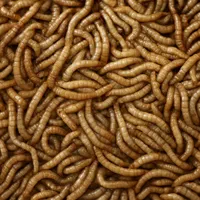 پک 100 گرمی میلورم زنده (درجه 1)
