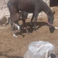اسب با کره نر