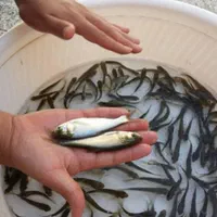 بچه ماهی کپور|ماهی|تهران, امیریه|دیوار