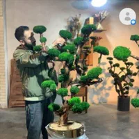 درخت جاودان،دیوارسبز،باغچه،پلنت،صخره|گل و گیاه طبیعی|تهران, اکباتان|دیوار
