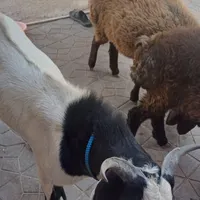 گوسفند افشار و بز نژاد دار|حیوانات مزرعه|کرمان, |دیوار