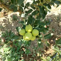 زمین مسکونی ۳۷۵ متر(سند تک برگ) غرب استان تهران|فروش زمین و ملک کلنگی|تهران, جنت‌آباد شمالی|دیوار