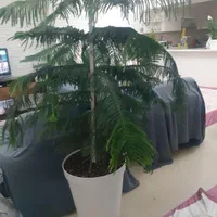 گل وگیاه تعویض خاک گل وگیاه آپارتمانی و باغچه|خدمات باغبانی و درختکاری|اهواز, کیانپارس |دیوار