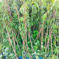 نهال ازگیل عناب میوه و پسته|خدمات باغبانی و درختکاری|تاکستان, |دیوار